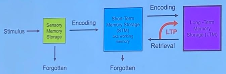 <ol><li><p>Short Term Memory </p><ul><li><p>Info is held for a short time, &amp; is essential for quireing memories, but not maintaing. </p></li><li><p>Is acesses by tempory links in the hippocampus </p></li></ul></li><li><p>Long Term Memory </p><ul><li><p>It is permenat connections in the cerebral cortex, stored memories. </p></li><li><p>Temporay links are replaced by connections within the cerebral cortex → making permenalt </p></li></ul></li></ol><p></p>
