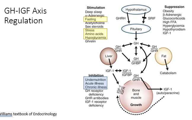 <p>Inhibitory:</p><ul><li><p>Undernutrition (Stress)</p></li><li><p>Acute/Chronic illness (Stress)</p></li></ul><p></p><p>Note: stress increases GH but decreases IGF-1!</p><ul><li><p>Thus, they don’t have to be increased at the same time. </p></li><li><p>Depends what the body is experiencing.</p></li></ul><p></p>