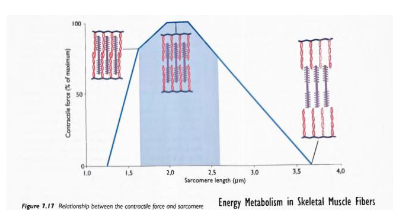 <p>Overstretched muscle: - reduces overlap of myosin and actin, resulting in less contraction and less force produced. (tendons that attach muscles to bone help reduce the risk of this)</p><p>Too short muscles: - actin and myosin overlap too much preventing myosin binding to actin (may occur post injury if muscle isn’t used)</p><p></p>