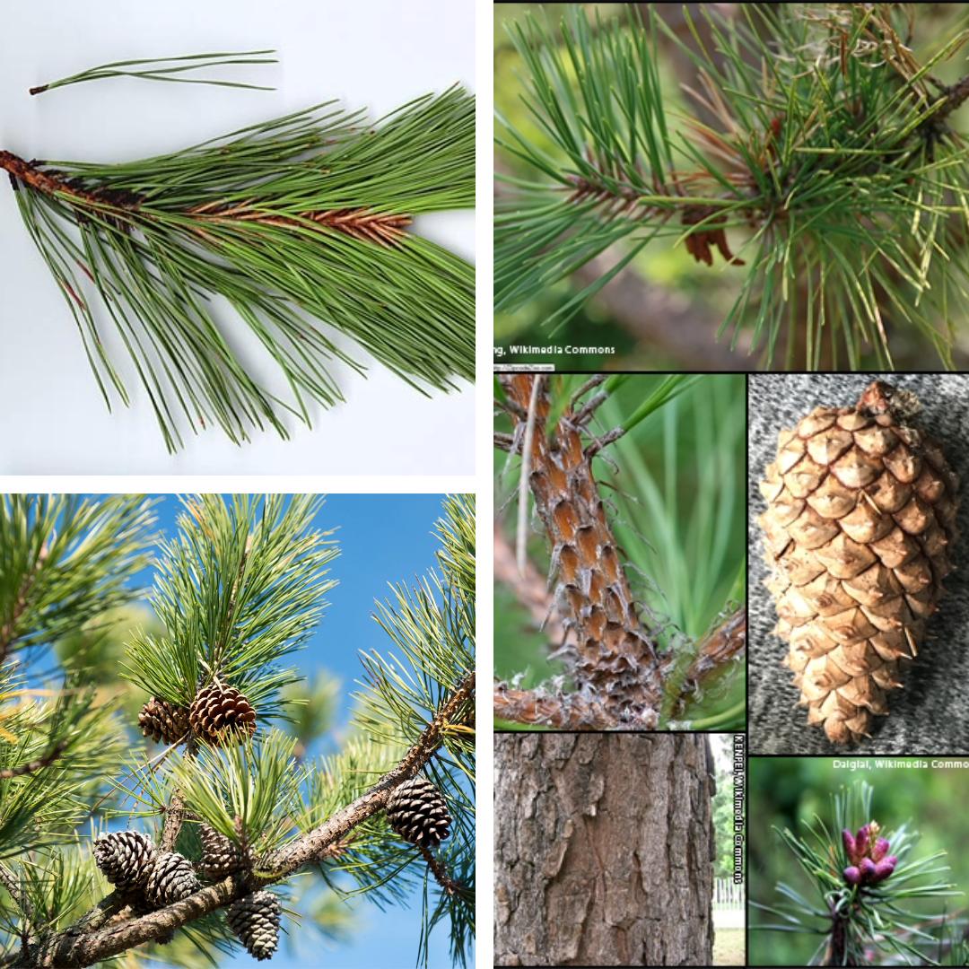 <p>Pitch Pine:</p><p>Needles in 3, very spiky longer cones, bushy needles</p>