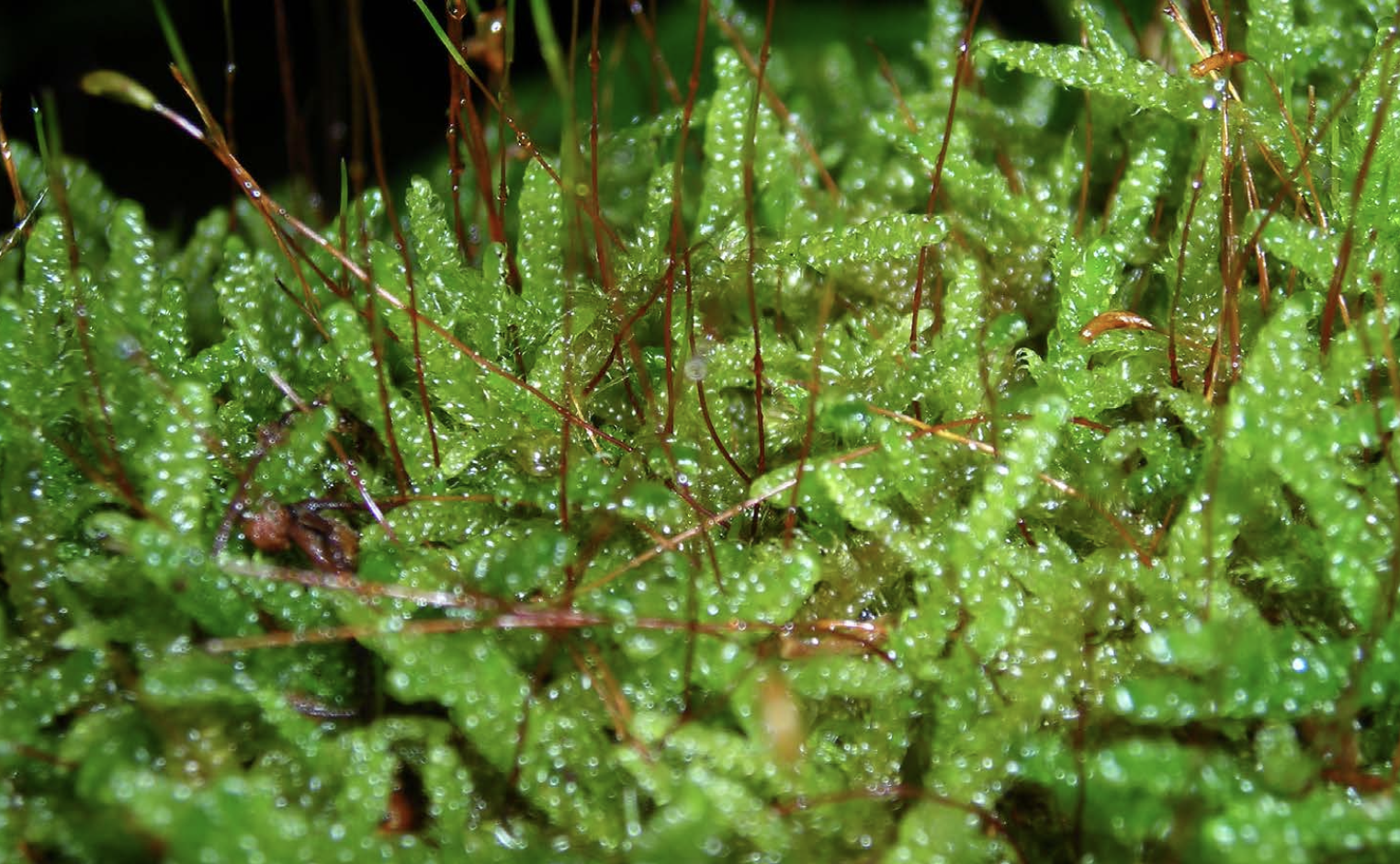 <p>Identificar el briófito</p>