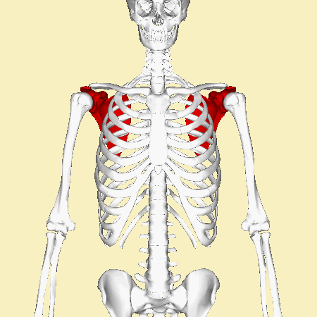 <p>Key Features: Spine, Acromion (AC joint), Coracoid, Glenoid cavity</p><p>Memory Trick: Glenoid = socket, Acromion = AC joint</p>