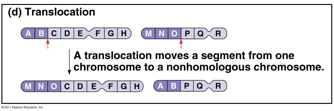 <p>The chromosome fragment after breakage may join a nonhomologous chromosome</p>