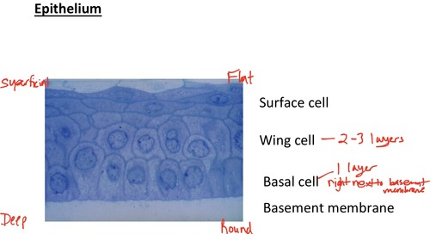 <p>2-3 layers of wing cells centrally, 4-5 layers peripherally</p><p>-Posterior surface is concave and anterior surface is convex</p><p>-Attached to adjacent wing cells via desmosomes and also have gap junctions</p><p>-Become progressively flatter moving anteriorly towards the surface</p>
