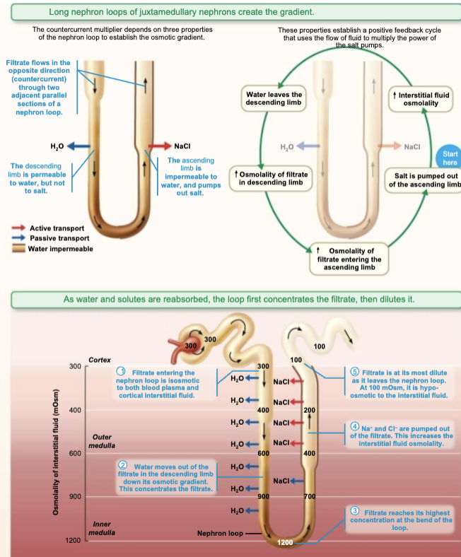 <p><code>Countercurrent Multipler</code></p><ol><li><p><span style="color: purple;"><strong><span>Descending limb of nephron loop</span></strong></span><strong> is freely permeable to H<sub>2</sub>O, impermeable for solutes</strong></p><ul><li><p><span style="color: blue;"><strong><span>H</span><sub><span>2</span></sub><span>O</span></strong></span> passes out of filtrate into hyperosmotic medullary interstitial fluid</p></li><li><p>Causes remaining filtrate osmolality to increase to ~1200 mOsm</p></li></ul></li><li><p><span style="color: purple;"><strong><span>Ascending limb of nephron loop</span></strong></span><strong> is impermeable to H<sub>2</sub>O and selectively permeable to for solutes</strong></p><ul><li><p><span style="color: blue;"><strong><span>Na</span><sup><span>+</span></sup></strong></span><strong> </strong>and <span style="color: blue;"><strong><span>Cl</span><sup><span>-</span></sup></strong></span> are actively reabsorbed in thick segments</p><ul><li><p>Some passively reabsorbed in thin segment</p></li></ul></li></ul></li><li><p><span style="color: green;"><strong><span>Constant difference of 200 mOsm</span></strong></span><strong> always exists between two limbs of nephron loop and between ascending limb and interstitial fluid</strong></p></li><li><p><strong>Difference is “multiplied” along length of loop</strong> (from 3000 to 1200 mOsm = difference of 900 mOsm)</p></li></ol><p></p>