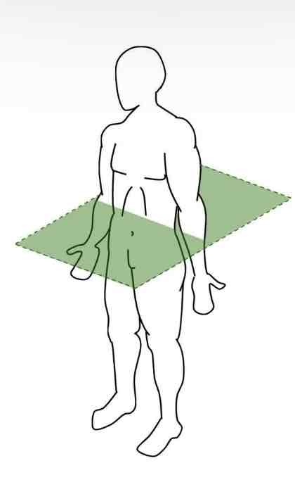 <p>Divides the body into SUPERIOR and INFERIOR parts</p>