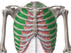 <p>What is the name of this Muscle?</p>