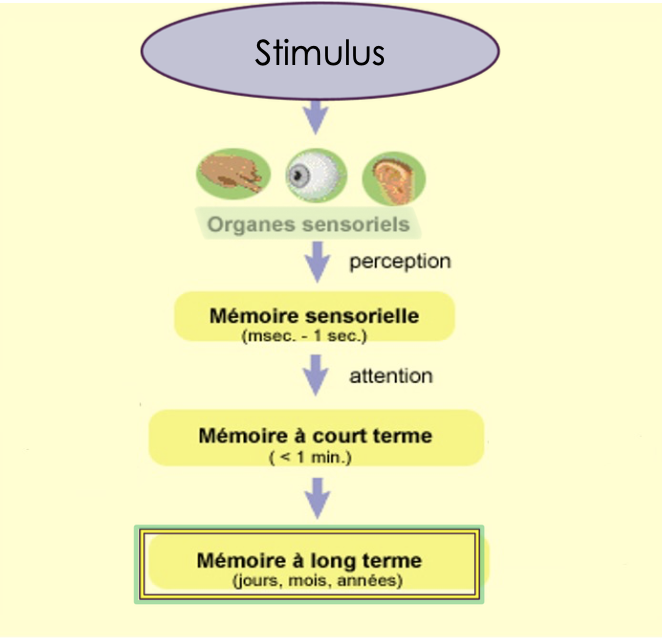 <p>→ faculté mentale permettant <u>d’enregistrer</u>, de <u>conserver</u> et de <u>rappeler</u> les expériences passées</p><ul><li><p>encodage</p></li><li><p>“stockage”</p><p>→ dynamique</p></li><li><p>récupération</p></li></ul><p>→ on a une action plus ou moins consciente sur notre mémoire </p>