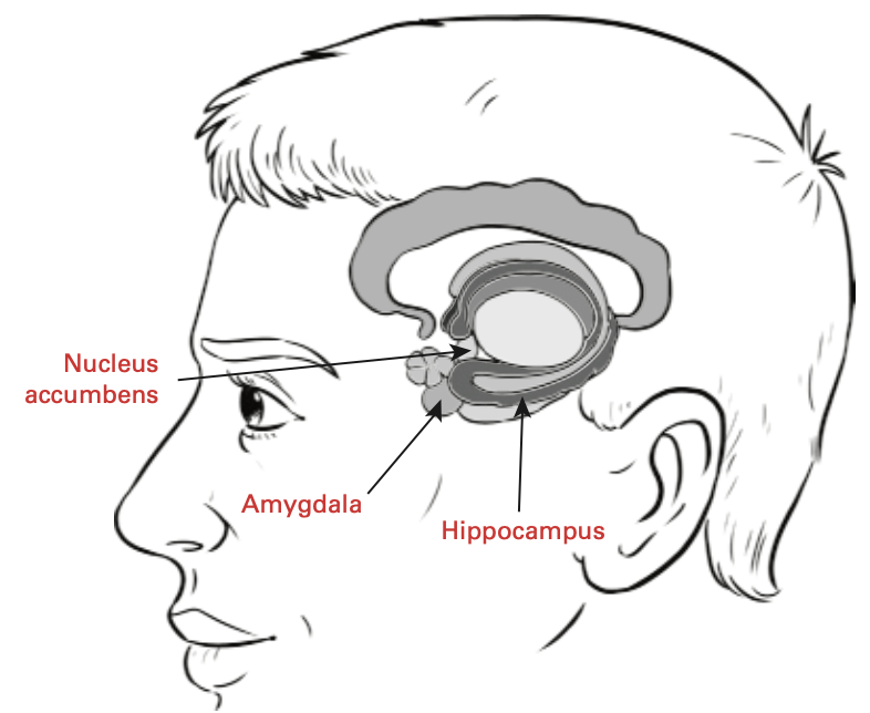 <p><span style="color: #f017d3"><strong>The amygdala</strong></span>: also associated with the processing of non-musical emotions.</p><p><span style="color: #e617e8"><strong>The nucleus accumbens</strong></span>: associated with pleasurable experiences, including musical “chills,” which often involve shaking and goosebumps.</p><p><span style="color: #f011e5"><strong>The hippocampus</strong></span>: one of the central structures for the processing and storage of memories</p>