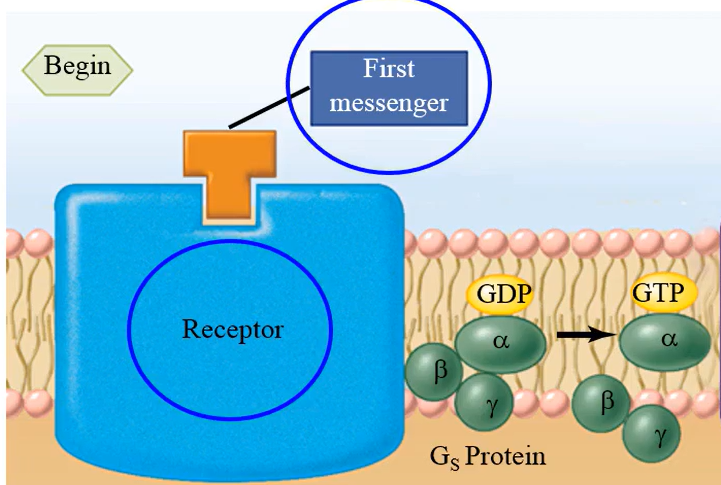<p>After the binding of extracellular first messenger, release of GDP and binding of GTP, dissociation from receptor, activated alpha subunit moves to its:</p>