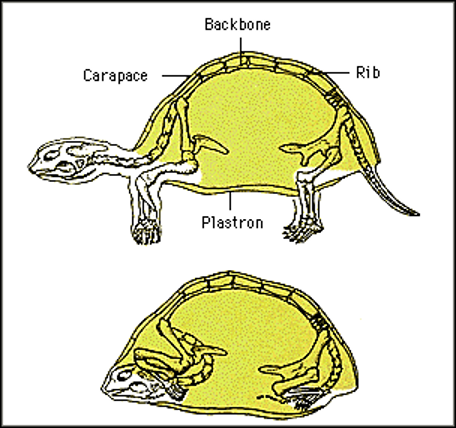 <p>Ventral (lower) portion of a turtle or tortoise shell.</p>
