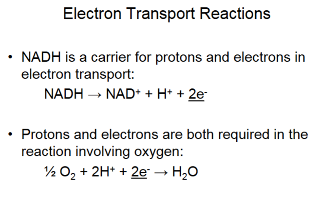 <p>O<sub>2 </sub>from lungs, production of H<sub>2</sub>O stimulates complex IV.</p>