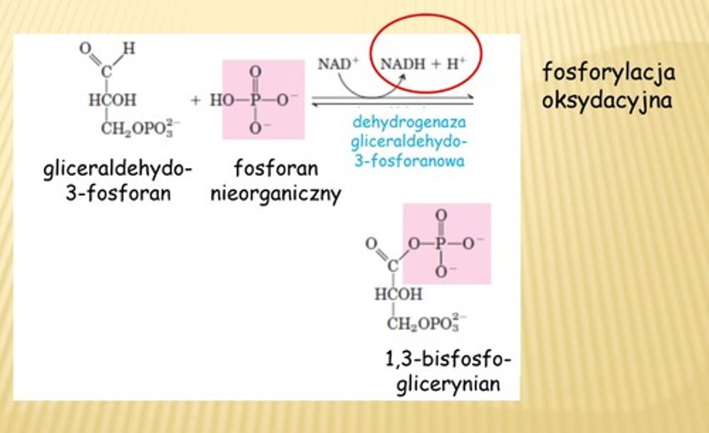 <p>kat: dehydrogenaza gliceraldehydo-3-fosforanowa</p><p>produkt: <strong><em>1,3-bisfosfoglicerynian</em></strong>, (NADPH+H+)</p>