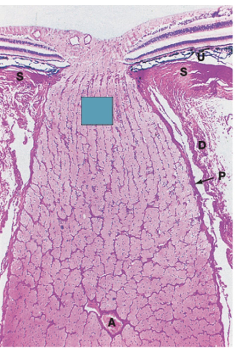 <p>Identify the specific structure</p>
