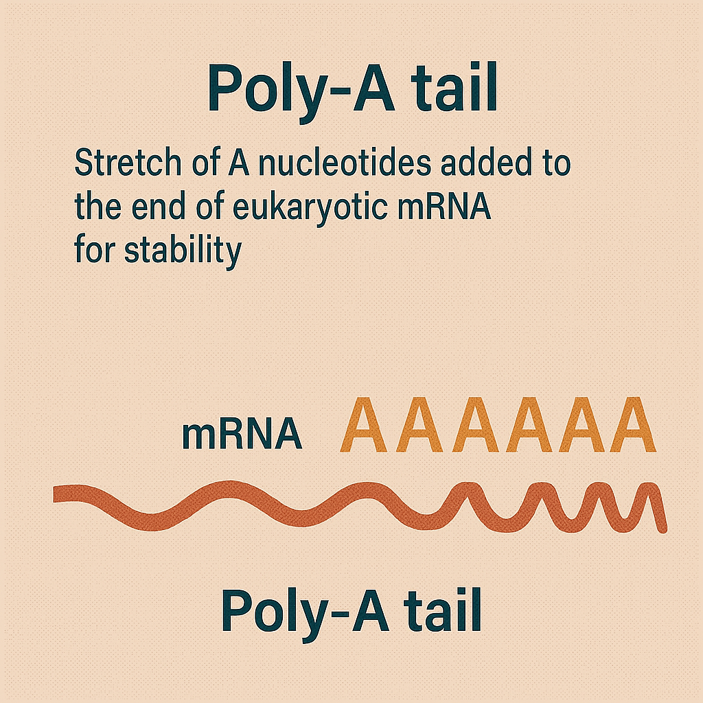 <p>Poly-A tail</p>