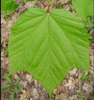 <p><em>Acer pensylvanicum</em></p>