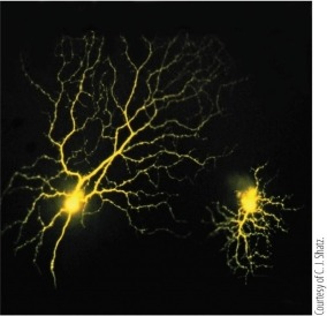<p>b. Intracellular injection of a fluorescent dye</p>