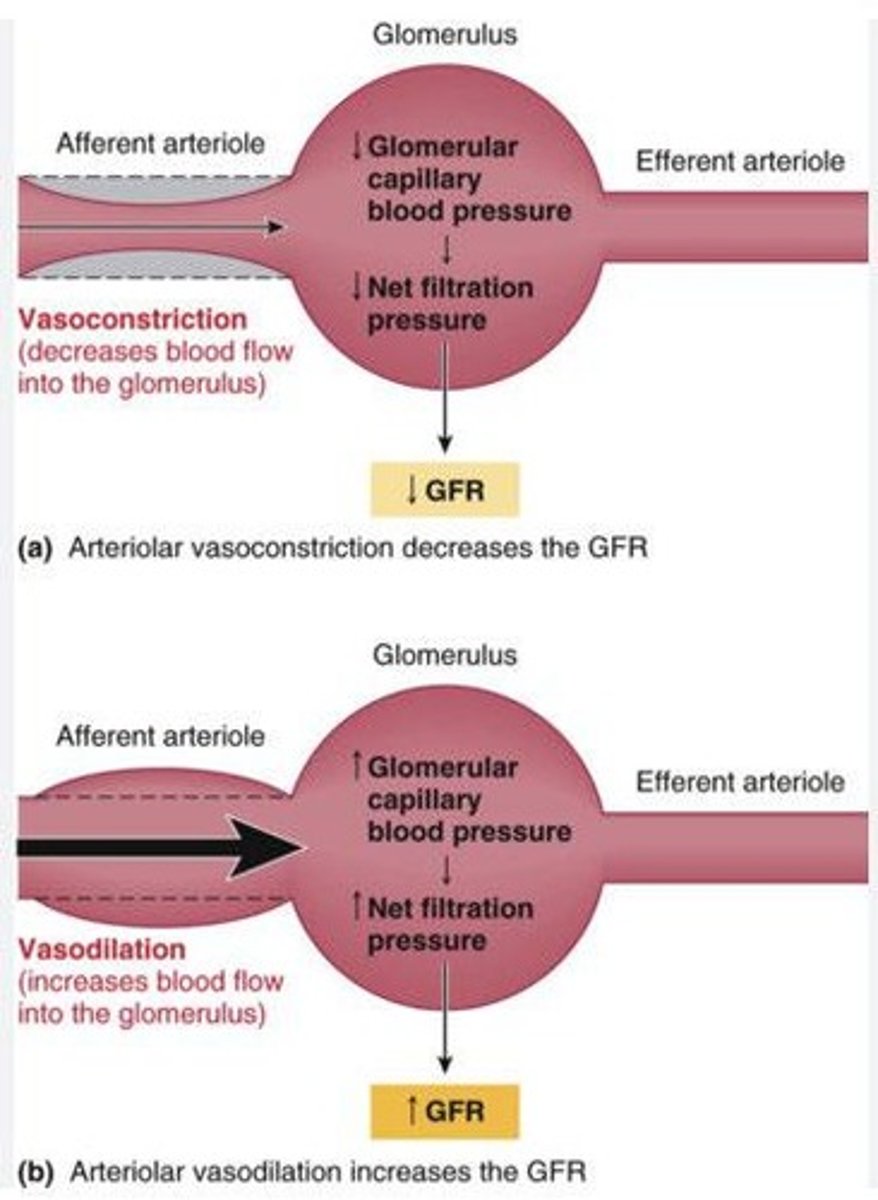 <p>Increased systemic blood pressure causes transient increases in afferent arteriole blood pressure, leading to constriction and decreased glomerular filtration rate to protect the capillaries.</p>
