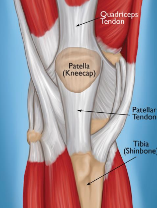 <p>unusual, small bones</p><p>wrapped within tendons that move over bony surfaces</p><p>example: patella</p>