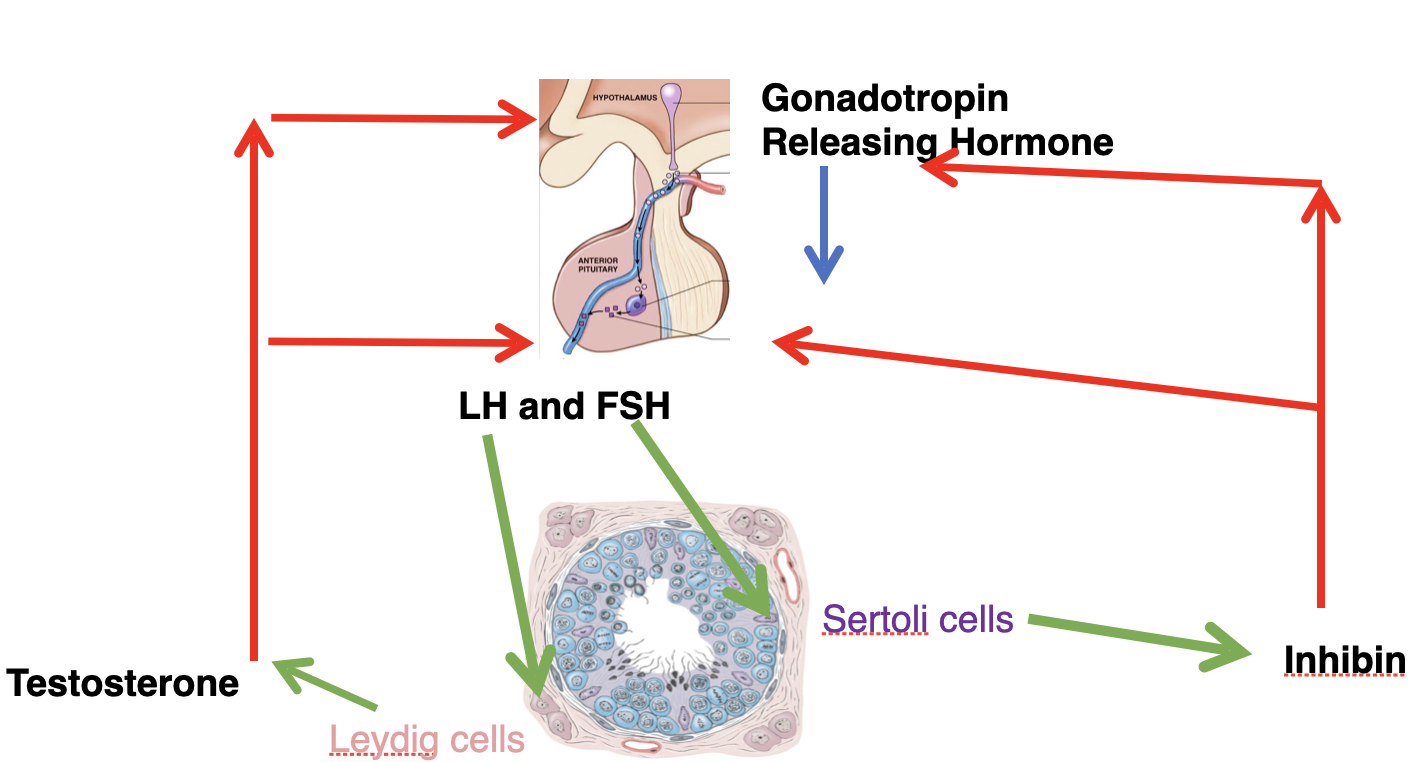 FSH - inhibin 
LH - testosterone 

class of hormone - steroid, comes from cholesterol
hydrophobic
intracellular is where receptors located
transported into blood by albumin
