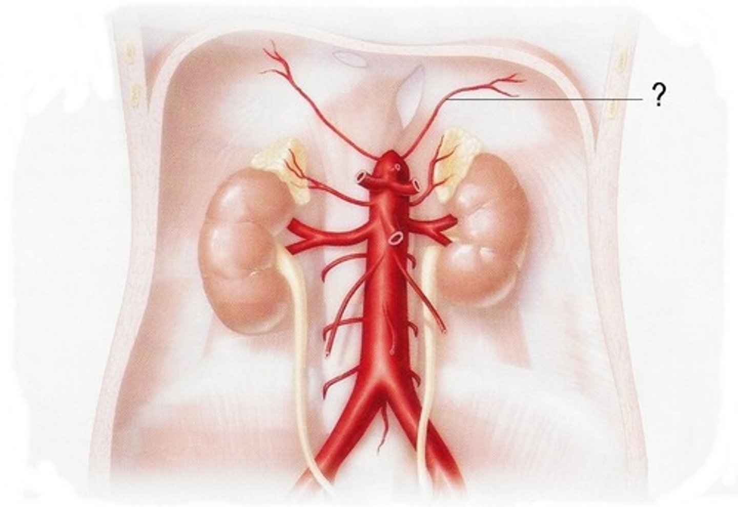 <p>supply the inferior surface of diaphragm</p>