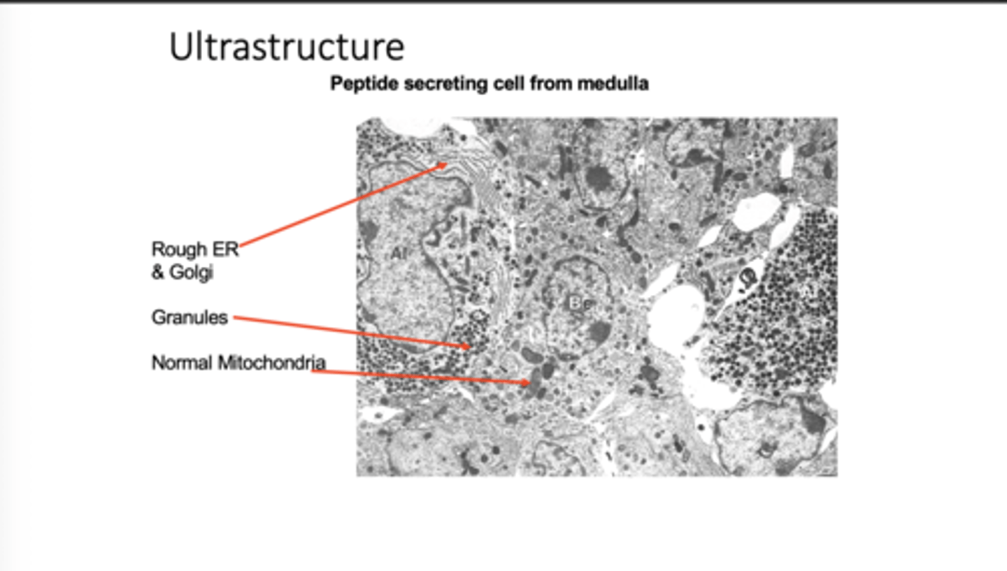 <p>Has</p><p>- rough ER and golgi</p><p>- granules (to package secretion)</p><p>- normal mitochondria</p>