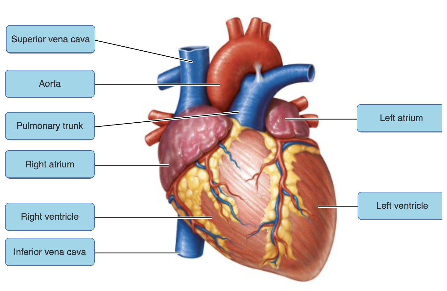 <p>just know locations</p>