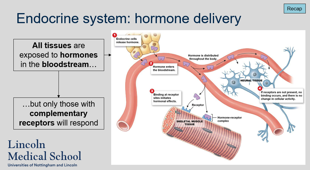 <p>Yes, all tissues in the body are exposed to hormones in the bloodstream. However, only those tissues that have complementary receptors for a specific hormone will respond to that hormone.</p>