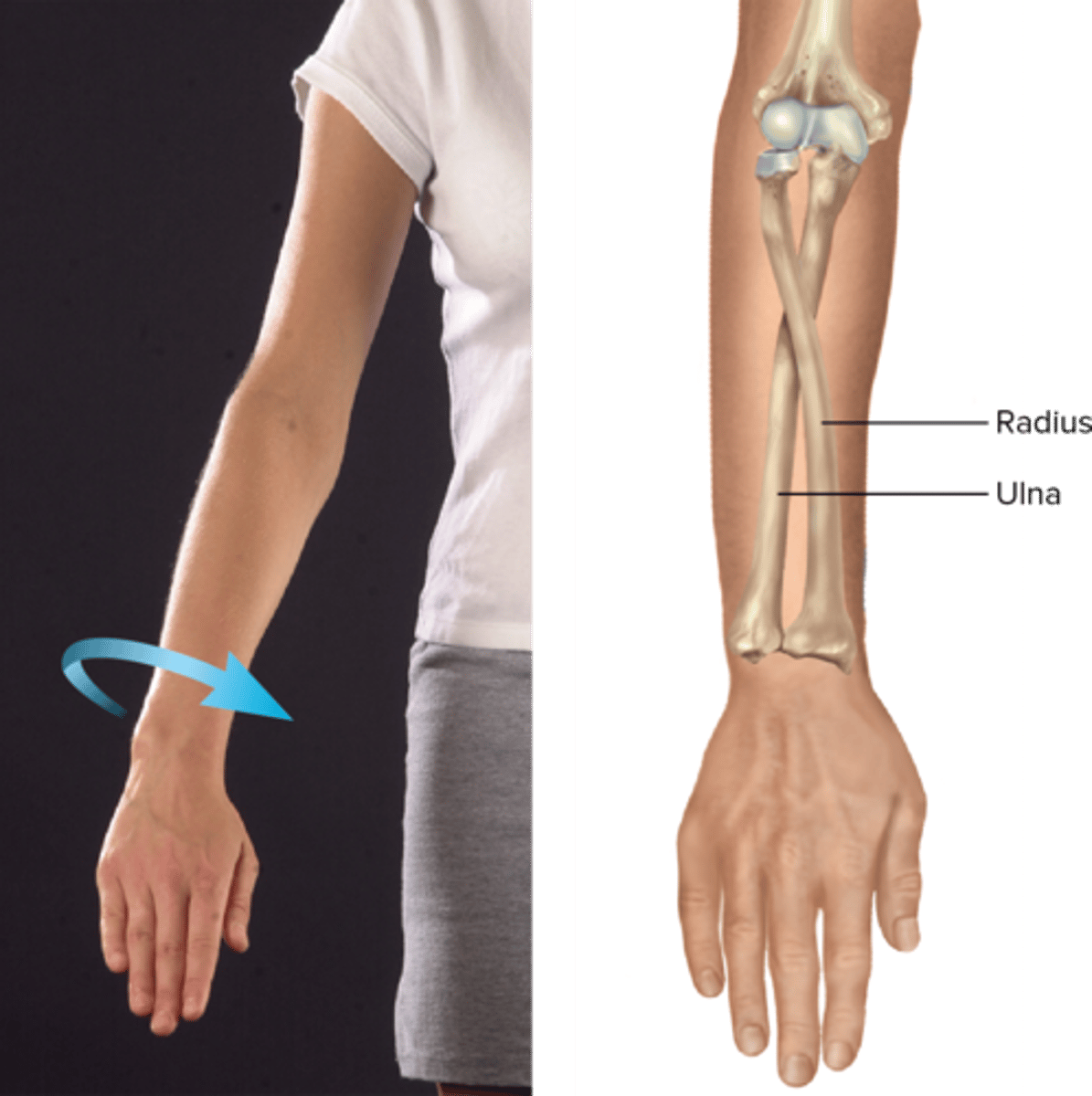 <p>moves palm to face posteriorly</p>