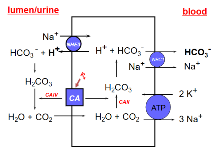 <p>1) Sodium-hydrogen exchanger (NHE3) on the apical side of the luminal membrane brings 1 Na+ into the cell and 1 H+ out. </p><p>2) H+ reacts with extracellular HCO3- to form carbonic acid. </p><p>3) Carbonic anhydrase IV (CAIV) on the apical side of the luminal membrane catalyzes the cleavage of carbonic acid to H2O and CO2</p><p>4) CO2 diffuses into the cytoplasm. </p><p>5) CAII rehydrates CO2 to carbonic acid.</p><p>6) Carbonic acid dissociates into HCO3- and H+. </p><p>7) HCO3- is cotransported with Na+ across the basolateral membrane of the epithelial cell into the blood by the NBC1 transporter.</p><p></p><p>The sodium-potassium ATPase is also continuously working to help power this transport system.</p>