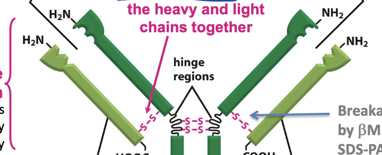 <p>determines antibody specificity, binds antigens</p>