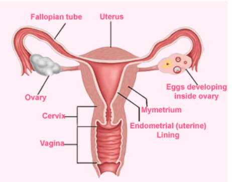 <p>- fibromuscular tube (6-10 cm long in adult)</p><p>- extends from cervix</p>