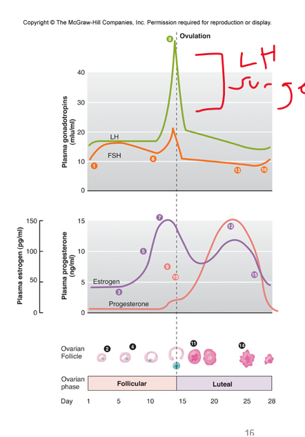 <p>control of OVARIAN functions</p><p>•Depends on the secretion of <strong><em>_______</em></strong>, (1st from hypothalamus to ovaries) hypothalamic neuro-endocrine cells.</p><p>•Follicular growth and estradiol dependent on FSH</p><p>•Ovulation depends on LH</p>