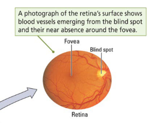 <p>It conveys information from the eye to the brain. </p><ul><li><p>The place where it leaves the eye is called a <em>blind spot</em><strong><em>. </em></strong></p></li></ul><p></p>