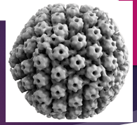 <p>double stranded DNA virus in the Herpesviridae family</p><p>icosahedral capsid surrounded by a lipid envelope</p>