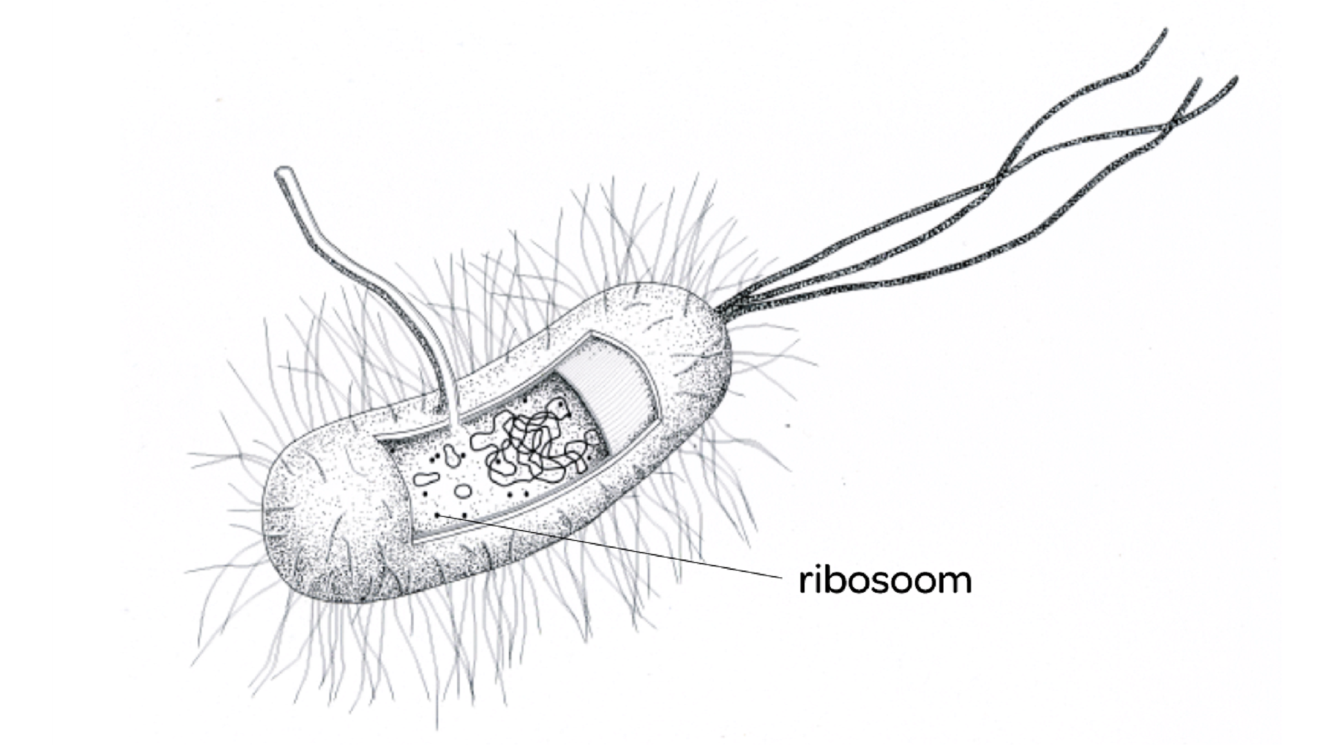 <p>conduct protein synthesis</p><p>P.S: ribosoom is ribosome in Dutch…</p>