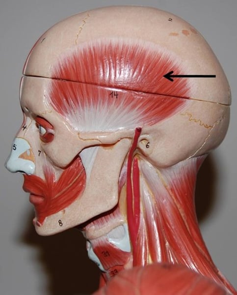 <p>Elevates and retracts mandible; assists in side to side movement of mandible</p>