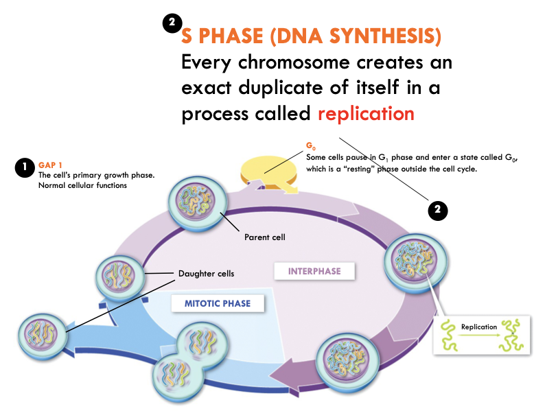 <ul><li><p>DNA replicates -Forms two identical copies of each chromosome (sister chromatids) attached at centromeres</p></li><li><p>Uses Energy</p></li></ul>