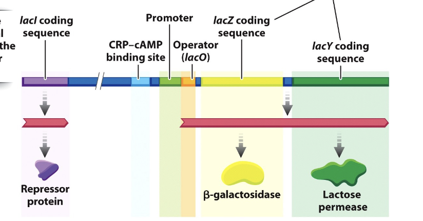 <ul><li><p>promoter</p></li><li><p>operator — the binding site for a repressor protein</p></li><li><p>CRP-cAMP binding site —binding site for a positive regulator</p></li></ul><p></p>