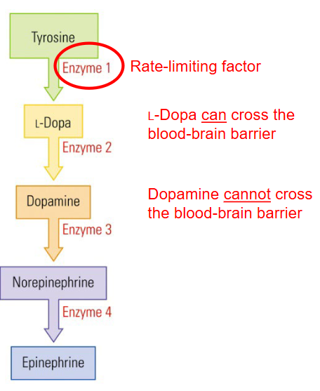 <p><span style="color: red">Dopamine cannot cross the blood-brain barrier, but L-dopa </span><span style="color: #fffcfc">(which is the precursor of Dopamine) </span><span style="color: red">can cross the blood-brain barrier. </span></p><ul><li><p>We use oral administration of L-Dopa (<span style="color: red">Levodopa</span>) to treat Dopamine insufficiency in <span style="color: red">Parkinson</span>.</p></li></ul><p></p>