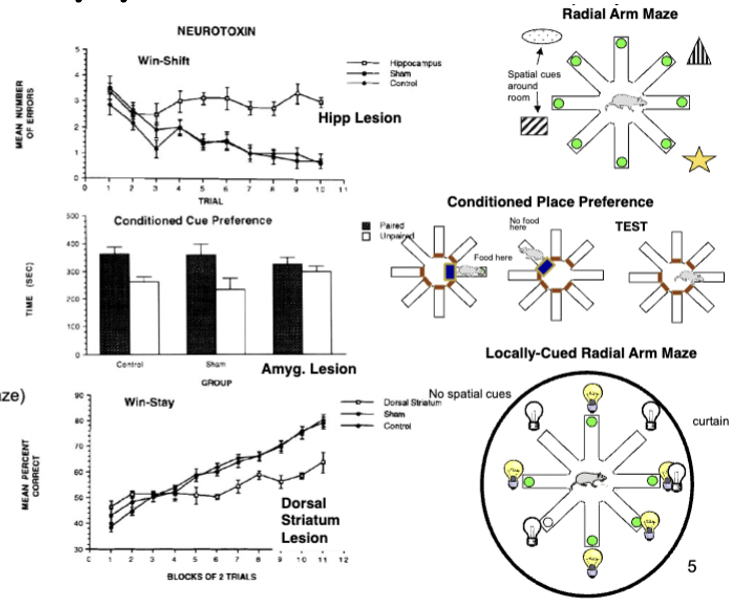 <p>three radial arm maze tasks: spatial radial maze (don’t go back to previously entered arm), conditioned place preference (go back to arm where food was), locally cued-radial arm maze (go to arms where light is on - light turns off after food is eaten)</p><ul><li><p>spatial radial impairment = hippocampal lesion</p></li><li><p>conditioned place impairment = amygdala lesion</p></li><li><p>cued-radial arm impairment = dorsal striatum lesion</p></li></ul><p></p>