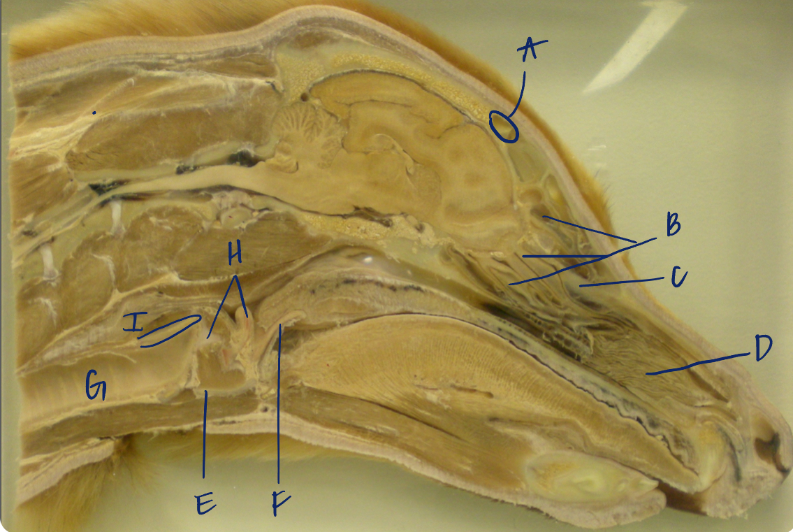 <p>B </p><p>(dog head, sagittal/medial)</p>