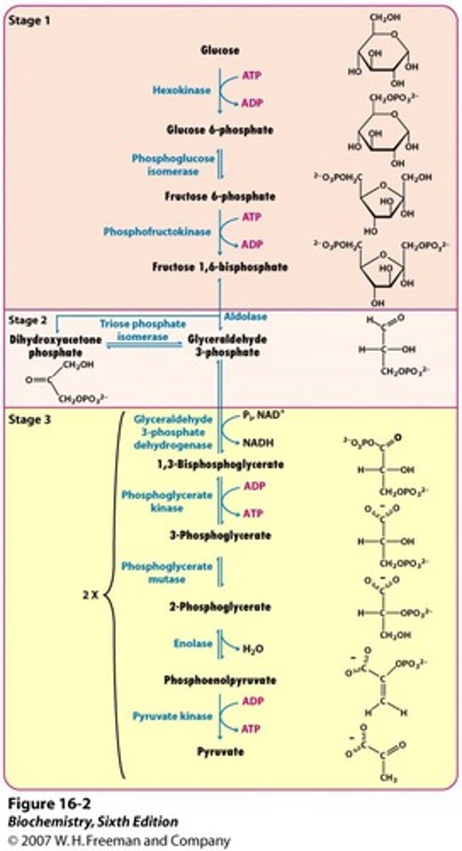 <p>Glycolysis occurs in a total of 10 steps:</p><p>Glucose is broken down into two pyruvate (3-carbon molecules)</p><p>The first 5 steps are the energy investment phase (2 ATP molecules hydrolyzed to ADP per glucose)</p><p>The second step (6-10) are the energy payoff phase.</p><p>4 ATP molecules are generated per glucose for a net gain of 2 ATP.</p><p>2 NAD+ election carriers are reduced to 2 NADH</p><p>NADH can be subsequently oxidized to generate additional ATP in the ETC.</p>