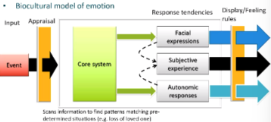 * Everything in white border box are theorised to happen inside the brain and outside of conscious awareness 

  \
* 1. Event input has to go through this appraisal filter
  * This is where culture first comes in
  * If this information is appraised in a way recognised by the core system certain response tendencies are triggered
* 2. We have this theoretical core system in our brains scanning from information from outside to see whether that information hits predetermined preprogrammed relationships or patterns
  * Patterns or situations will match certain stimuli to certain emotional outputs
  * E.g., loved one dies, leads to grief
* 3. Once the core system gets activated it leads to response tendencies
  * Because they are in the white box they are supposed to be preconscious, just out of conscious awareness
  * Preparing you to do something, preparing your facial muscles to express something, preparing your autonomic system to respond to this stimulus

    \
  * both facial expressions and autonomic responses contribute to a subjective experience
* 4. Response tendencies are then expressed based on display/feeling rules
  * Second place culture comes in