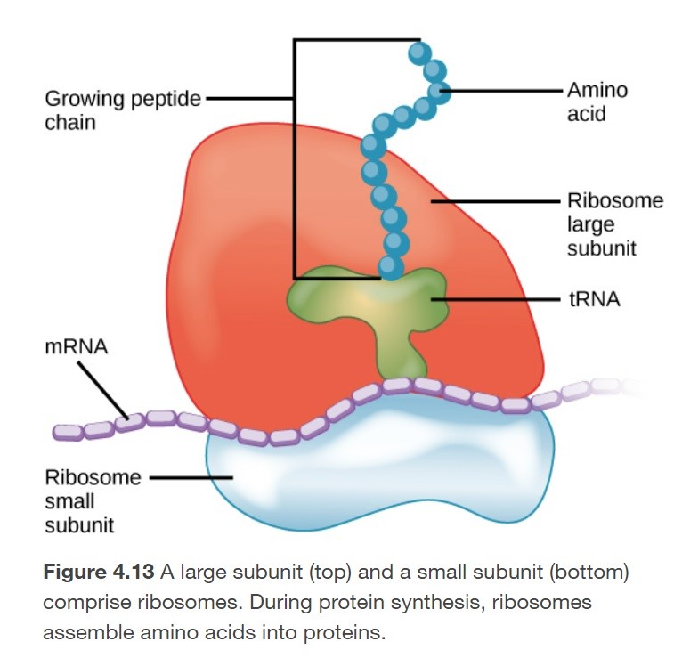 <p>How do ribosomes receive their orders?</p>