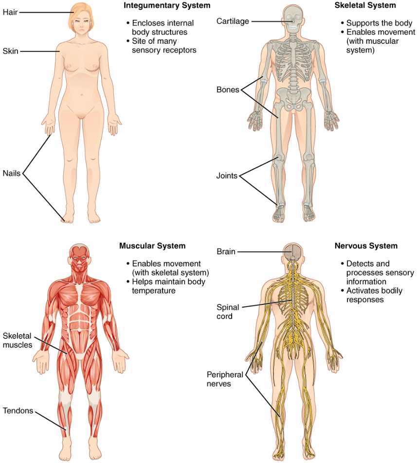 <p>A subfield of gross anatomy that studies specific organ systems (e.g., cardiovascular system).</p>
