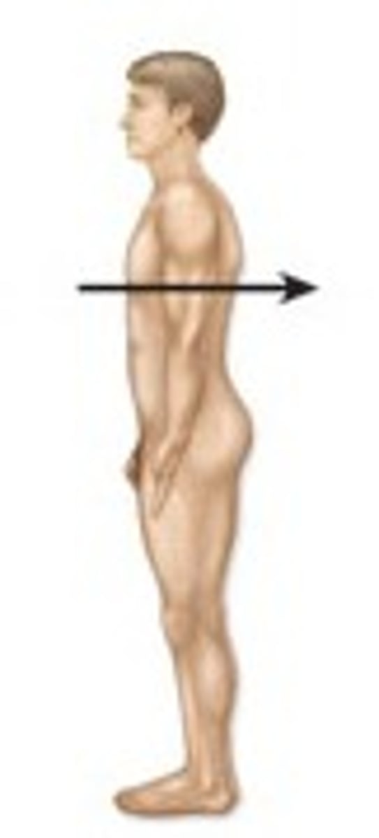 <p>loser to the back of the body</p>