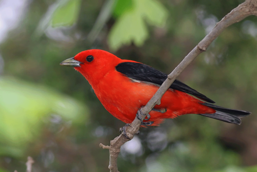 <p>Order: Passeriformes Family: Cardinalidae</p>