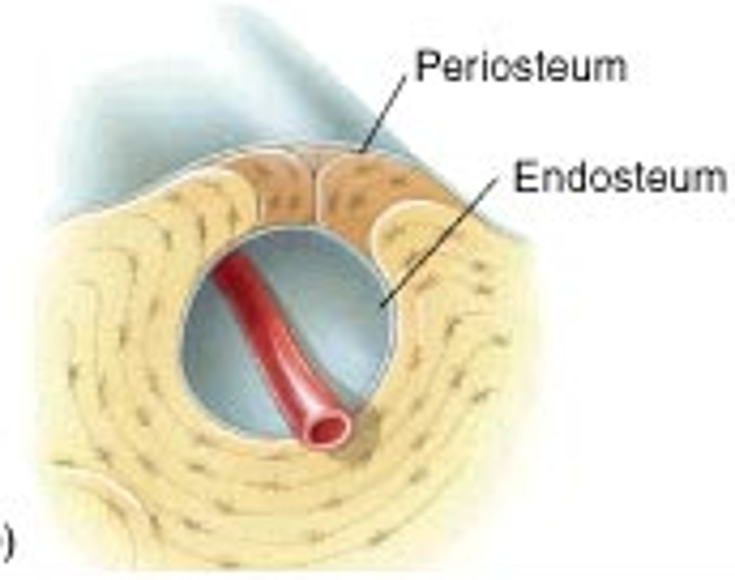 <p>lines the medullary cavity</p>