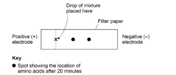 <p>A solution contained a mixture of three different amino acids. A scientist passed an electric current through the solution to separate the amino acids.</p><p>She placed a drop of the mixture at one end of a piece of filter paper, attached an electrode to each end of the paper and switched on the current. She switched off the current after 20 minutes and stained the paper to show spots of the amino acids at new positions.</p><p>Her results are shown in the diagram. </p><p>Explain what the positions of the spots in the diagram show about these amino acids. (3) </p>